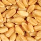 Wheat